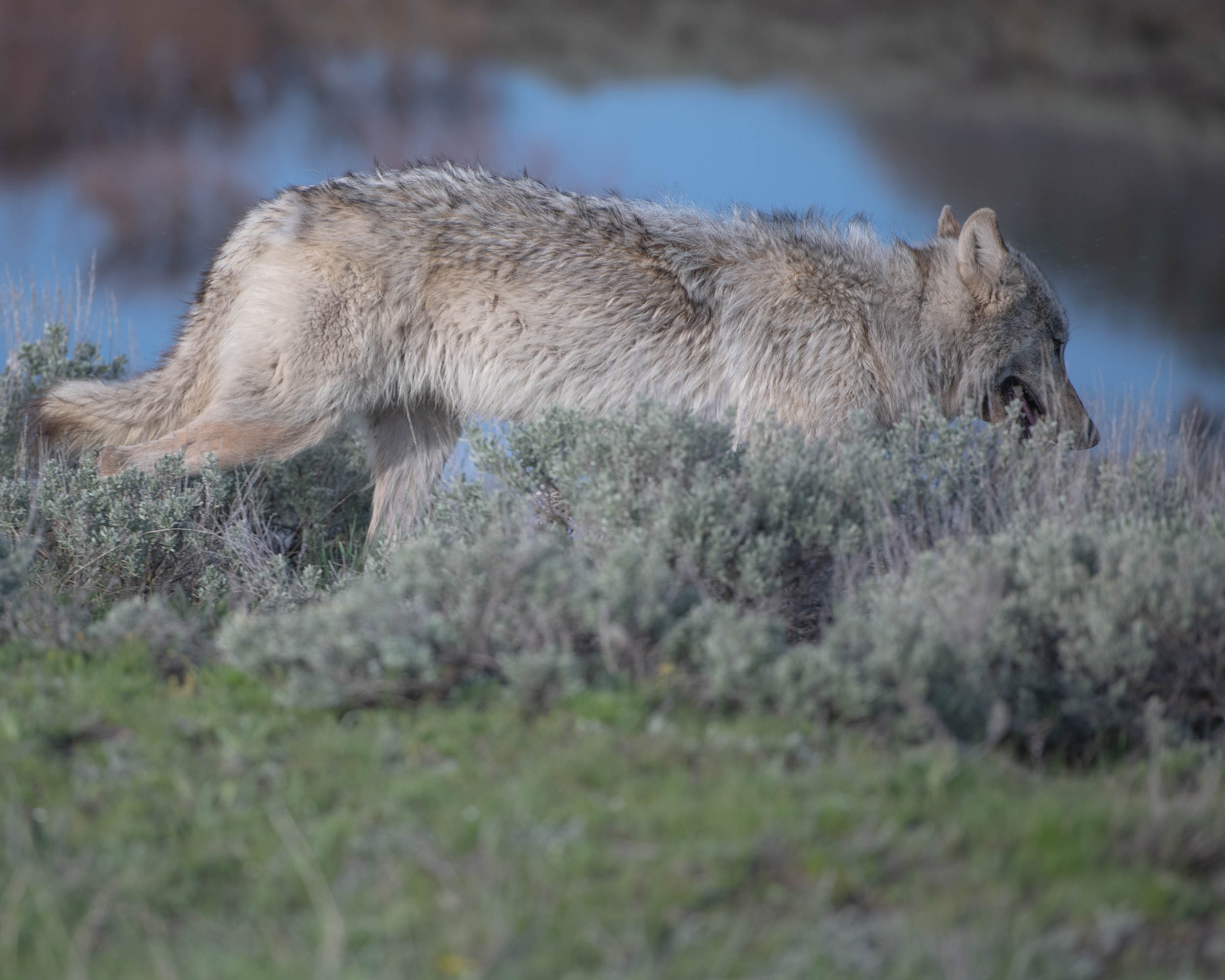 YellowstoneRoadside-15